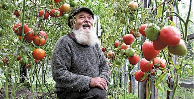 Три «нельзя» при выращивании томатов