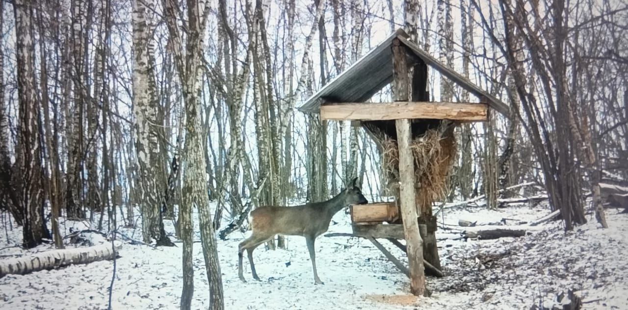 В Курской области усилят подкормку диких животных из-за аномальных холодов