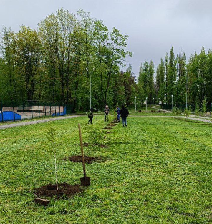 В Курске в парке КЗТЗ высадили больше 100 молодых берёз